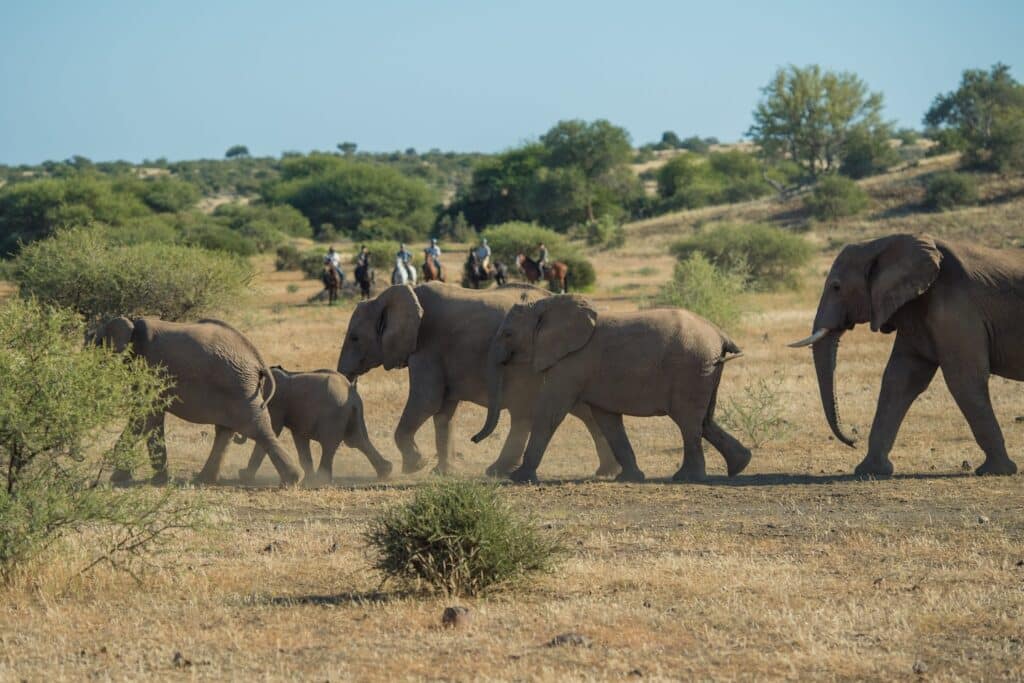 Tuli Safari