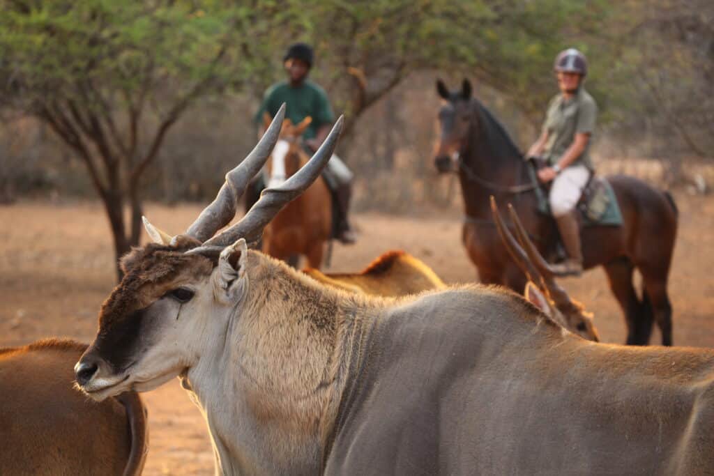 Riding safaris at Ant's (6)