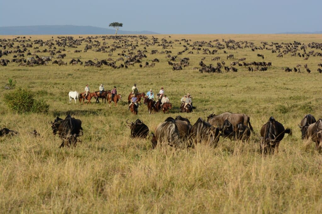 Masai Mara Safari