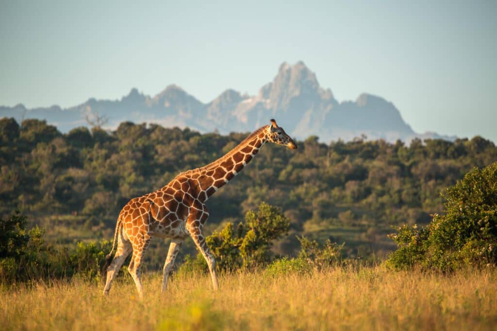 Borana Lodge Safari